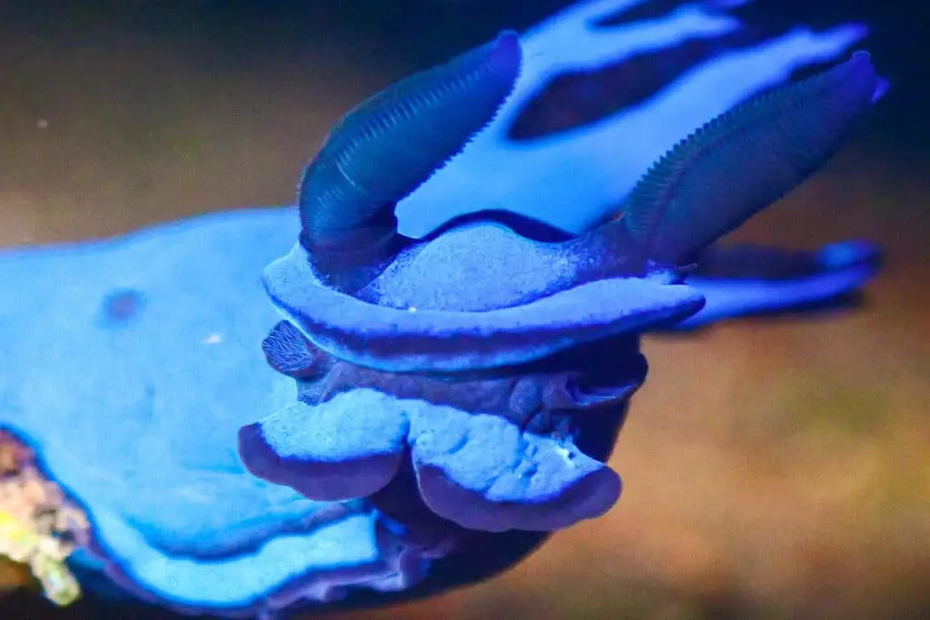 Tambja Morosa Nacktschnecke gefunden in Amed bei Bali