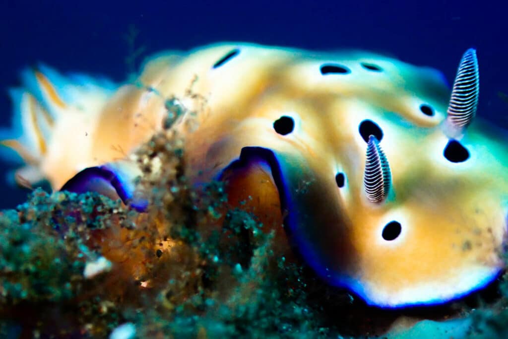 Goniobranchus leopardus Nudibranch ditemukan di Tulamben di Bali