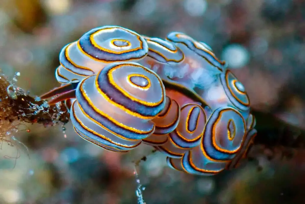 Doto greenamyeri gefunden beim Taucplatz Melasti in Tulamben auf Bali