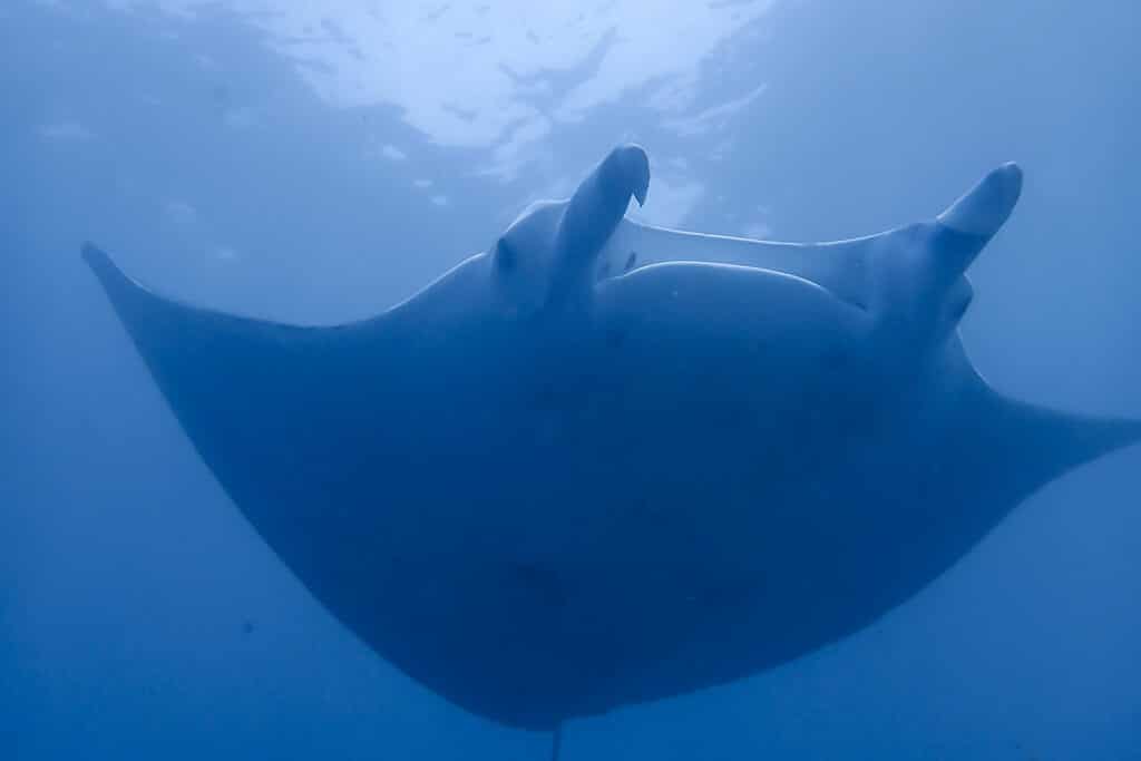 Pari manta dalam bidikan yang sangat dekat saat menyelam di Bali