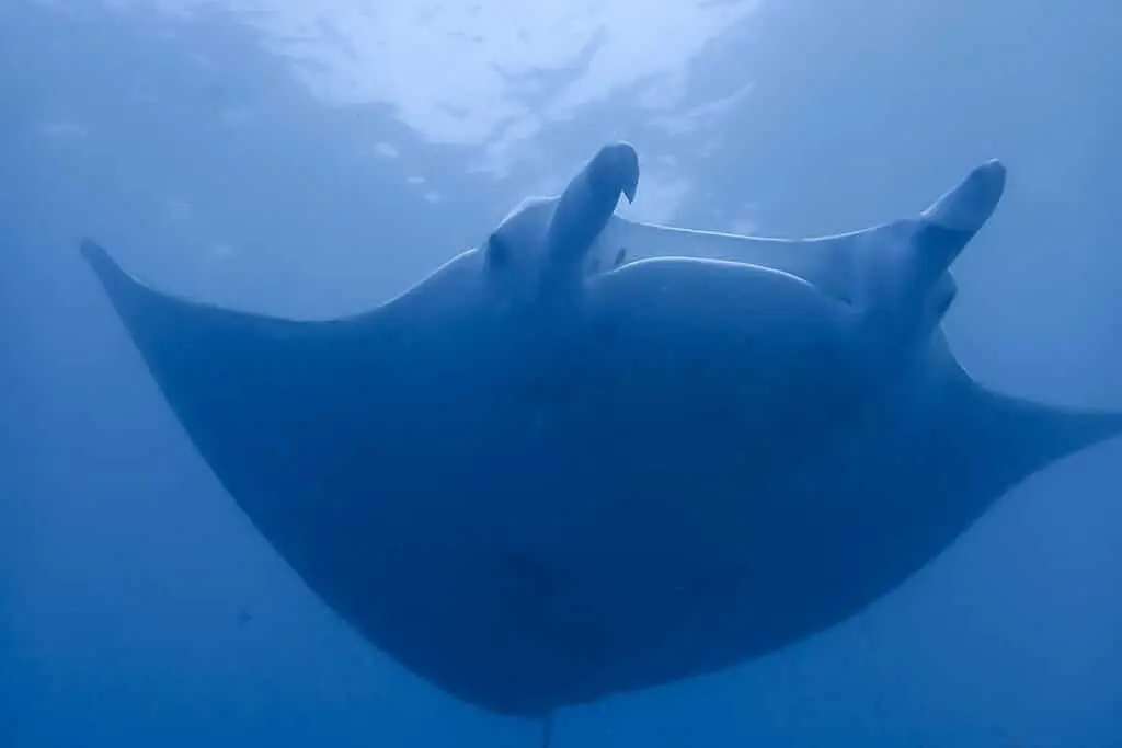 Manta Rochen in einer sehr nahen Aufnahme beim Tauchgang auf Bali