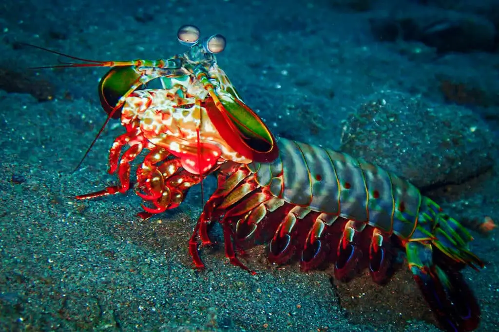Fangschreckenkrebs bei tauchgang in Tulamben auf Bali