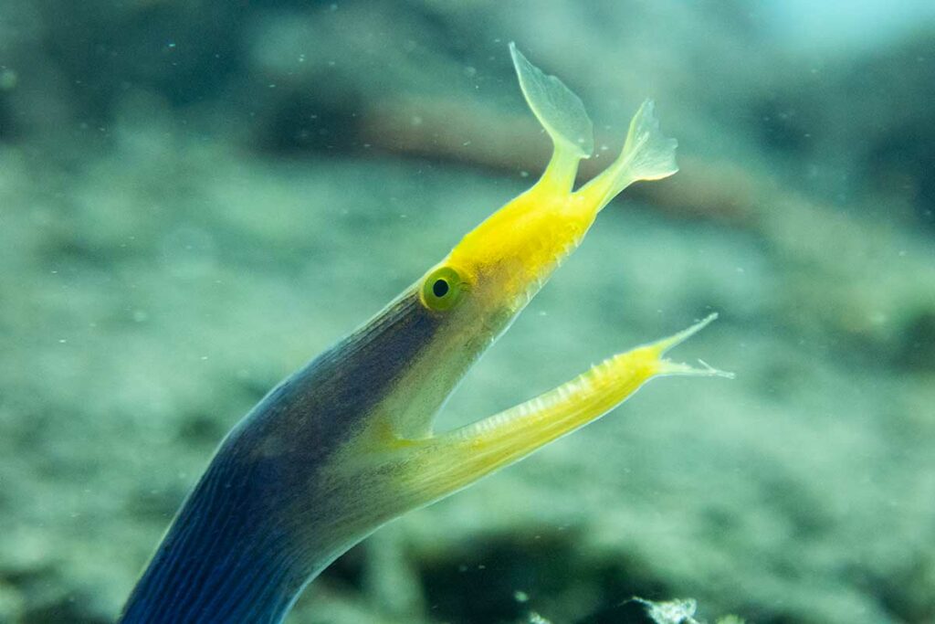 Tembakan makro dari belut moray hantu