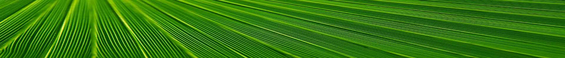 Headerbild Closeup Palm leaf