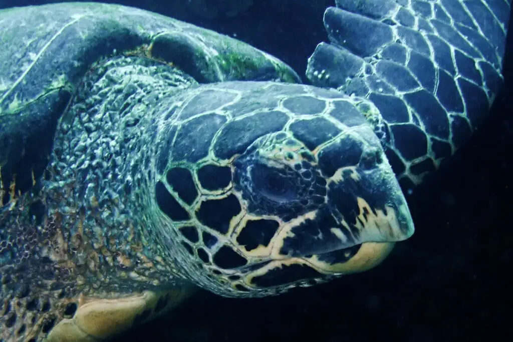 Kopf der Grüne Meeresschildkröte in Tulamben auf Bali