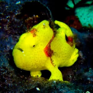 Baby frogfish found in Seraya near Tulamben on Bali