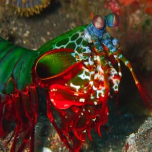 Mantis shrimp close-up spotted on a dive in Bali