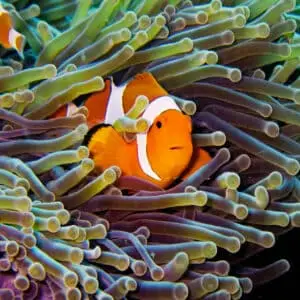 Clownfish versteckt sich in einer Anemone