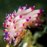 Colourfull Nudibranch Candi dasa