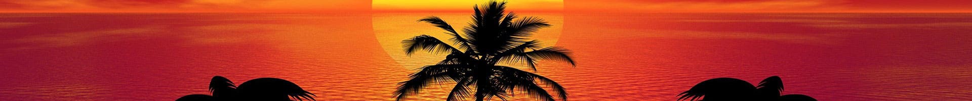 Header Bild Palmenblätter bei Sonnenuntergang
