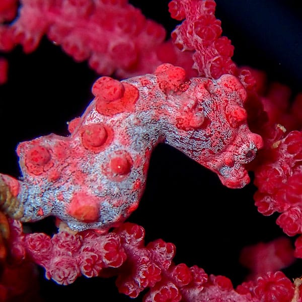 Pygmy diving in Bali