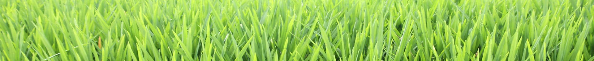Header image rice field