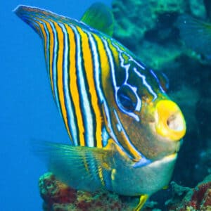 Colorful angelfish on the Liberty Wreck in Tulamben
