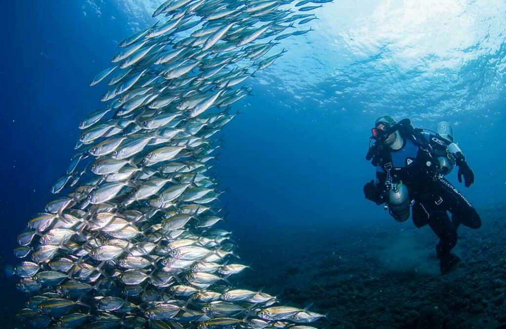 Diving in Tulamben - school of fish and divers